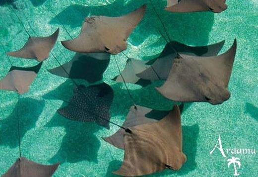 Bahamák, Atlantis Royal Towers*****